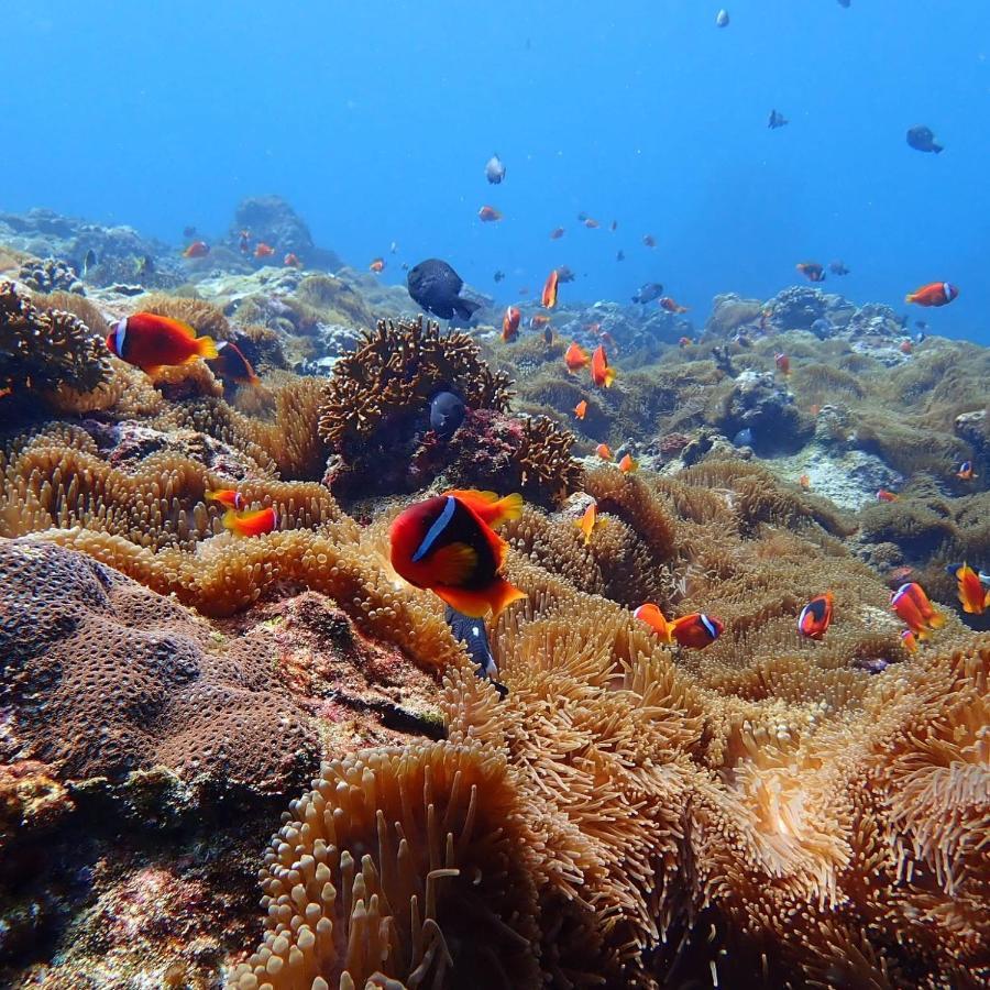 Green Island Ocean Rhythem Dive B&B 綠島海韻民宿 المظهر الخارجي الصورة