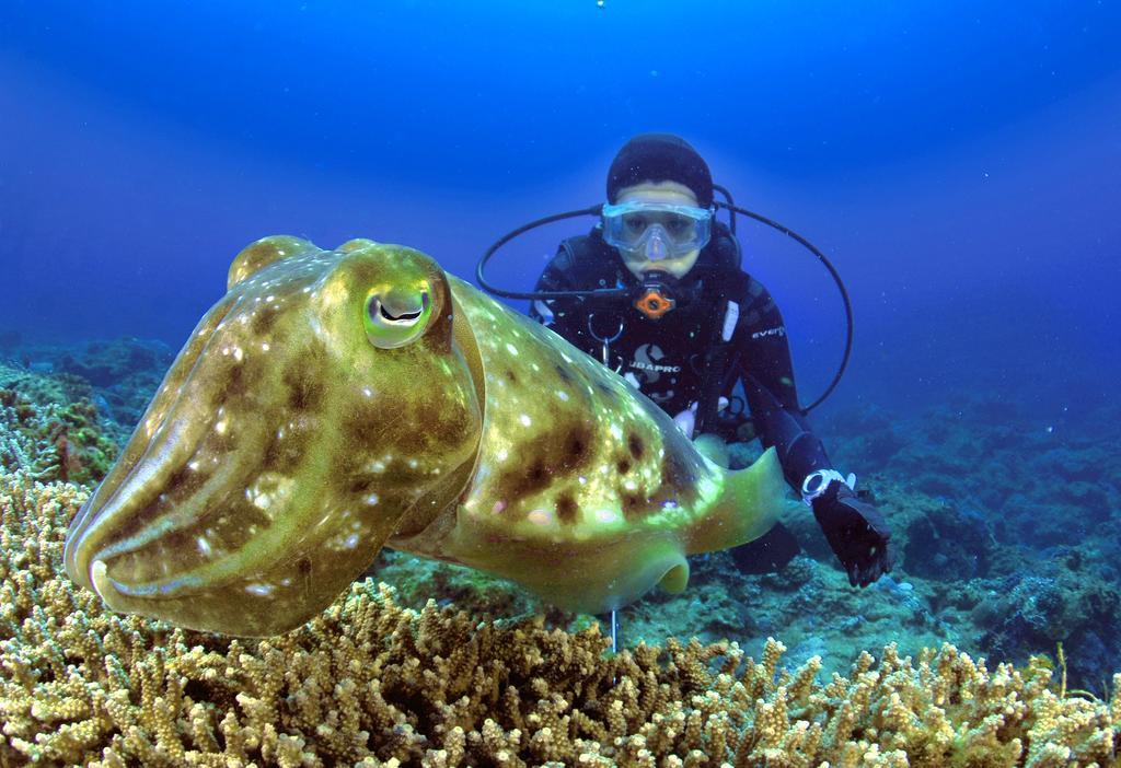 Green Island Ocean Rhythem Dive B&B 綠島海韻民宿 المظهر الخارجي الصورة